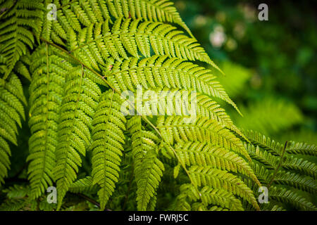 A fern is a member of a group of about 12,000 species of vascular plants that reproduce via spores. Stock Photo