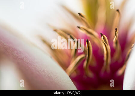 Magnolia flower close up showing anthers and petals. White petals and yellow anthers contrast with out of focus pink filaments Stock Photo