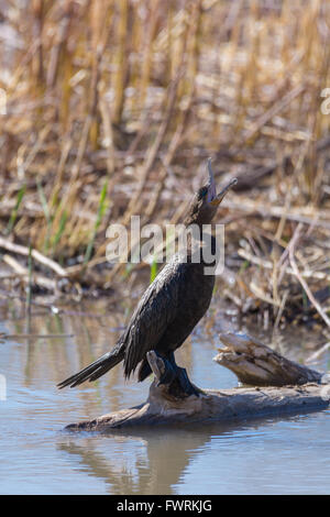 Neotropic Cormorant, (Phalacrocorax brasilianus), Bosque del Apache National Wildlife Refuge, New Mexico, USA. Stock Photo