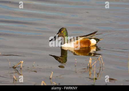 Northern Shoveler, (Anas clypeata), drake at Bosque del Apache National Wildlife Refuge, New Mexico, USA. Stock Photo