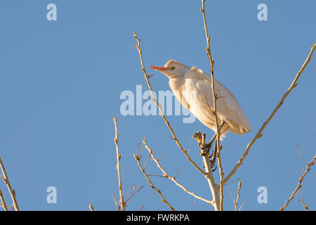 Cattle Egret, (Bubulcus ibis), Bosque del Apache National Wildlife Refuge, New Mexico, USA. Stock Photo