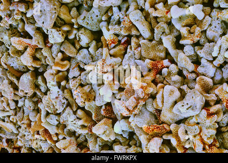 closeup of sand, shell,  and coral bits on beach on Maui Stock Photo