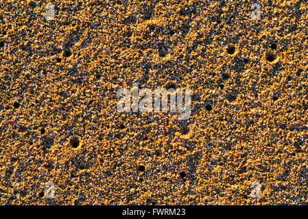 Sand on beach in Maui Stock Photo