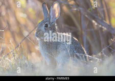 Desert Cottontail, (Sylvilagus audubonii), Bosque del Apache National Wildlife Refuge, New Mexico, USA. Stock Photo