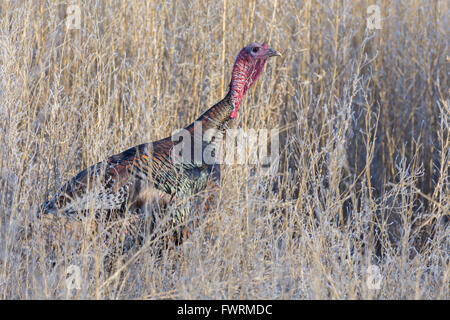 Rio Grande Wild Turkey, (Meleagris gallopavo intermedia), tom.  Bosque del Apache National Wildlife Refuge, New Mexico, USA. Stock Photo