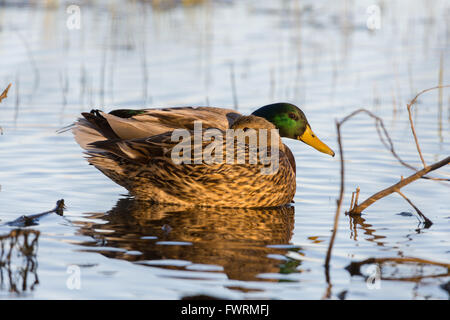 Resting pair of Mallards, (Anas platrhynchos), Bosque del Apache National Wildlife Refuge, New Mexico, USA. Stock Photo