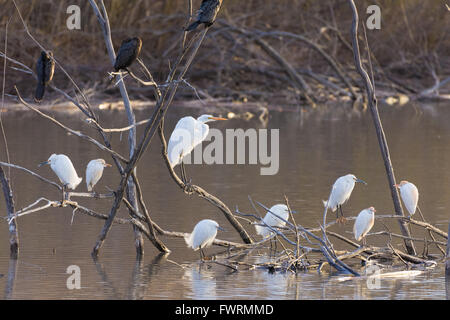 Great Egret, (Ardea alba), Snowy Egrets, (Egretta thula), Cattle Egrets, (Bulbulcus ibis), and Neotropic Cormorants roosting. Stock Photo