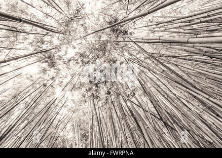 Rainforest and bamboo grove on Maui Stock Photo