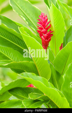 Rain forest on Maui Stock Photo
