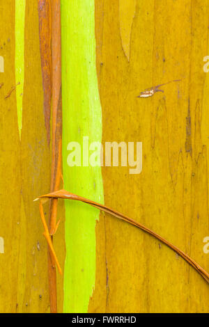 Eucalyptus tree on Maui Stock Photo