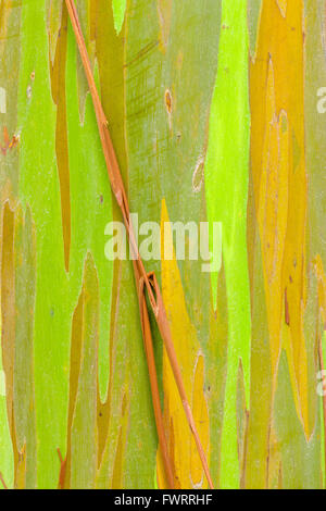 Eucalyptus tree on Maui Stock Photo