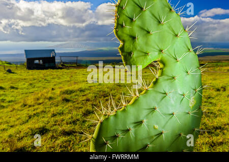 Up country pasture on Maui Stock Photo