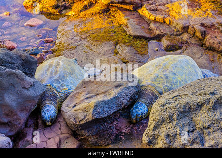 Two Sea Turtles Sleeping On Poipu Beach Park, Kauai Stock Photo - Alamy