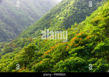 Rainforest  on Maui seen from the Hana Highway Stock Photo