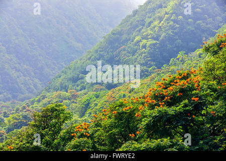 Hana Coast rain forest, Maui Stock Photo