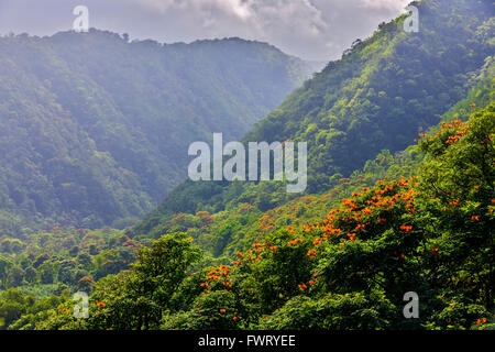 Hana Coast rain forest, Maui Stock Photo