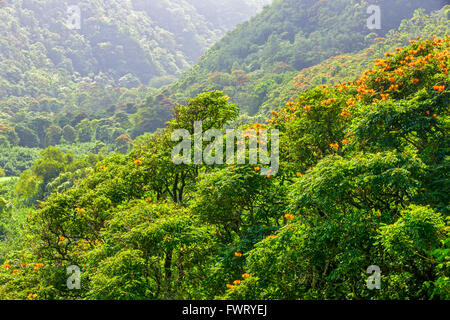 Hana Coast rain forest, Maui featuring Tulip Trees Stock Photo