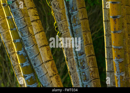 closeup of bamboo stalks Stock Photo