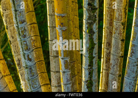 Bamboo, Maui closeup of the stalks Stock Photo