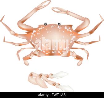 Cuisine and Food, Illustration of Steamed Blue Crab with Legs Isolated on A White Background. Stock Vector