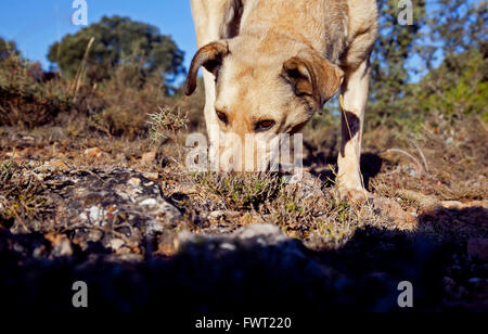 The truffle hound has sniffed out a truffle. Tiermes, Soria. Castile-Leon. Spain Stock Photo