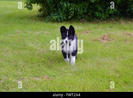 Karelian Bear dog puppy on a green lawn Stock Photo