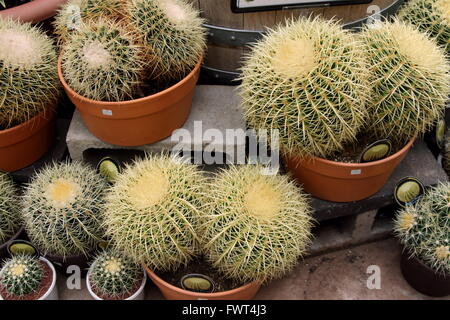 Growing Barrel Cactus in pots Stock Photo
