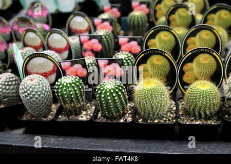 Close up of Cacti for sales at local nursery Stock Photo