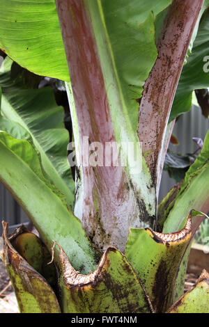 Ensete ventricosum, abyssinian banana trunk Stock Photo