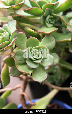 Close up of Aeonium castello-paivae  succulent Stock Photo