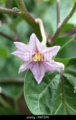 Macro of eggplant or aubergine flower Stock Photo