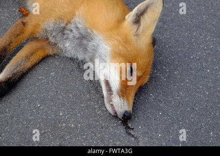 Head shot of a fox which has been driven over by a car Stock Photo