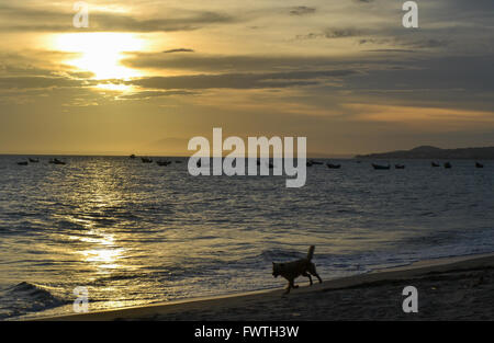 Dog running on the beach at sunset Stock Photo