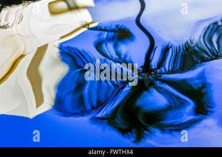 Reflection of Palm tree in a Kaanapali resort in Maui Stock Photo