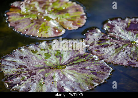 Lily pad in pond at a Kaanapali resort in Maui Stock Photo