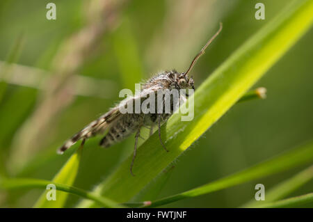 A side view of a Mother Shipton moth (Callistege mi) on a blade of grass. Stock Photo