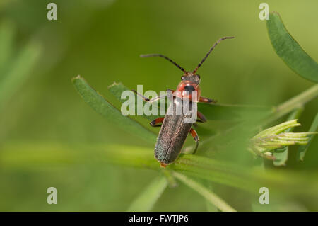 A Soldier Beetle (Cantharis rustica) crawling along plant leaves. Stock Photo