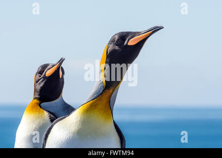 King Penguin (Aptenodytes patagonicus) adults portrait Saint Andrews Bay, South Georgia Stock Photo