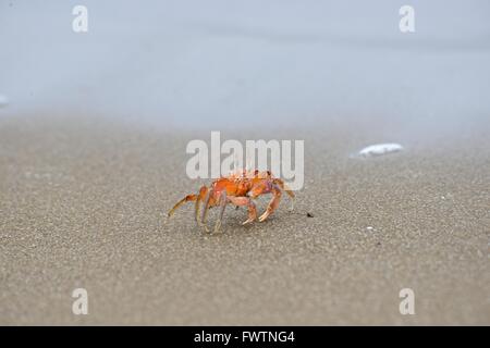 Red crabs or ghost crab (ocypode sp). Isla de la Plata is a small island off the coast of Manabí, Ecuador, and is part of Parque Stock Photo