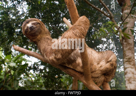 An sloth bear climbed a tree in a primary forest in the Amazon rainforest, near Iquitos, Loreto, Peru. Sloths are medium-sized mammals belonging to the families Megalonychidae (two-toed sloths) and Bradypodidae (three-toed sloths), classified into six species. Stock Photo