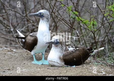 Blue-footed boobies ( Sula nebouxii )Isla de la Plata is a small island off the coast of Manabí, Ecuador, and is part of Parque Stock Photo