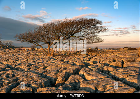 Lone Tree Newbiggin Crags Milnthorpe Cumbria Stock Photo