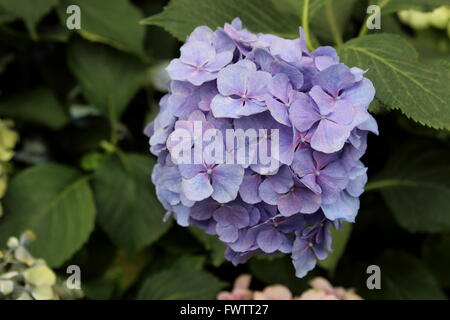 Blue Hydrangea flowers in full bloom Stock Photo