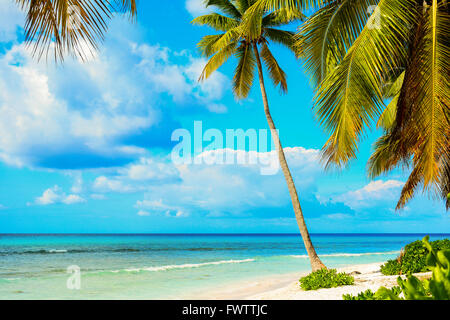 Palm tress on white sandy beach. Caribbean Sea coast, Dominican republic, Saona island landscape Stock Photo