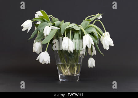 Vase full of droopy and dead flowers, white tulips Stock Photo