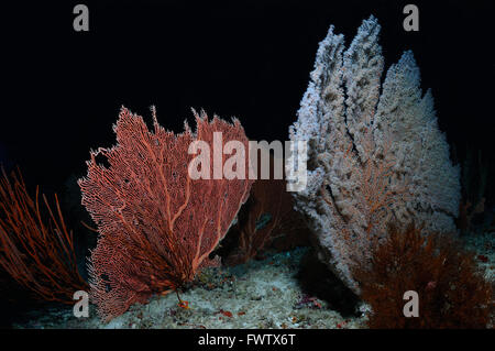 Isolated fans of gorgonian corals (Gorgonian and Blueberry Sea Fans) growing on a seabed, North Male Atoll, Maldives Stock Photo