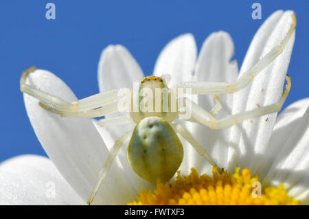 Macro of crab spider (Misumena vatia) on petal daisy flower on blue sky background