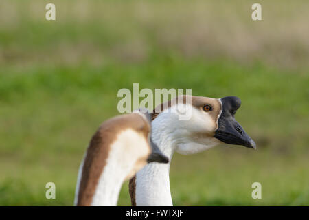 Two Chinese Swan Geese (head and neck) Selective focus foreground grass background Stock Photo