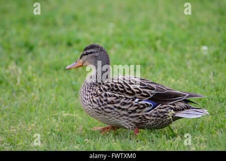 Female Mallard Duck Grazing In Field of Green Grass. Stock Photo