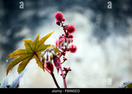 Castor oil plant, Castorbean, Ricinus communis, poisonous fruits Stock Photo